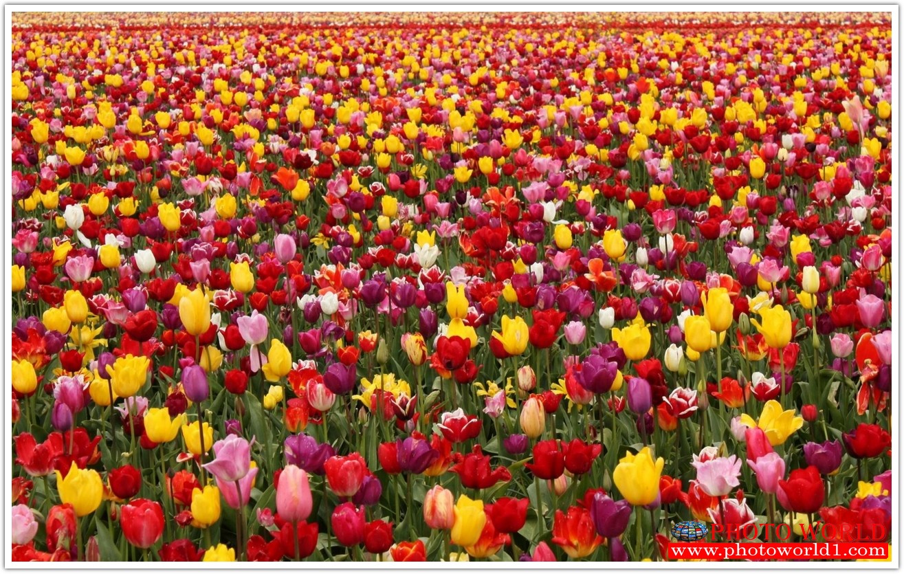 วอลเปเปอร์รูปภาพติดผนังสั่งทำ มีภาพให้เลือกกว่า 50,000 ภาพ ออกแบบกราฟฟิค หรือ รูปภาพตามที่ท่านกำหนด ในสไตล์ท่านเอง "custom made"