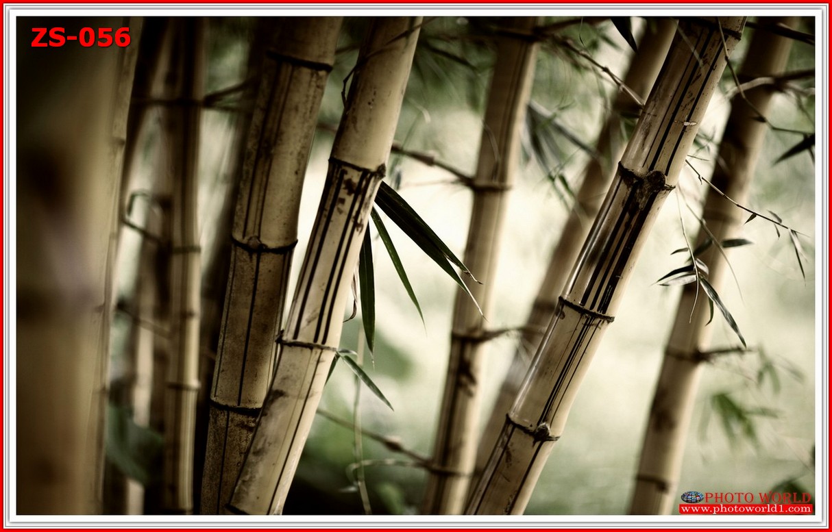 วอลเปเปอร์รูปภาพติดผนังสั่งทำ มีภาพให้เลือกกว่า 50,000 ภาพ ออกแบบกราฟฟิค หรือ รูปภาพตามที่ท่านกำหนด ในสไตล์ท่านเอง "custom made"