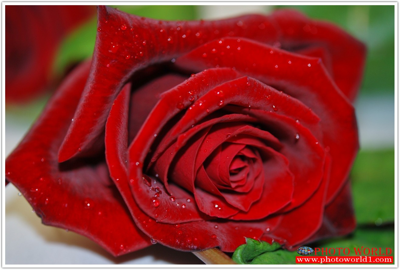 วอลเปเปอร์รูปภาพติดผนังสั่งทำ มีภาพให้เลือกกว่า 50,000 ภาพ ออกแบบกราฟฟิค หรือ รูปภาพตามที่ท่านกำหนด ในสไตล์ท่านเอง "custom made"