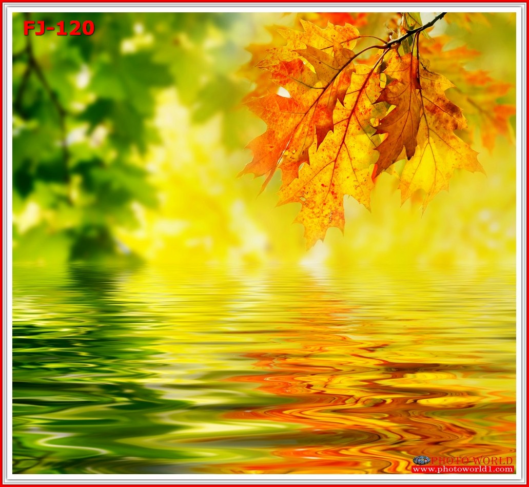 วอลเปเปอร์รูปภาพติดผนังสั่งทำ มีภาพให้เลือกกว่า 50,000 ภาพ ออกแบบกราฟฟิค หรือ รูปภาพตามที่ท่านกำหนด ในสไตล์ท่านเอง "custom made"