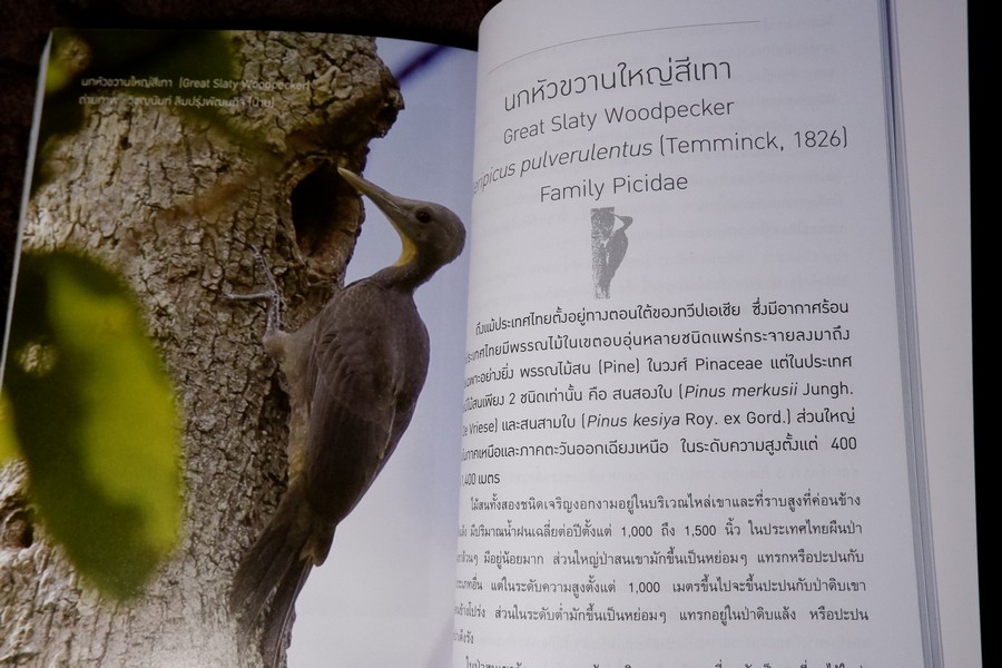 นกไทย ในบันทึกเเละความทรงจำ โดย สุธี ศุภรัฐวิกร พิมพ์ 1000 เล่ม ปี 2558 (มีตำหนิ)