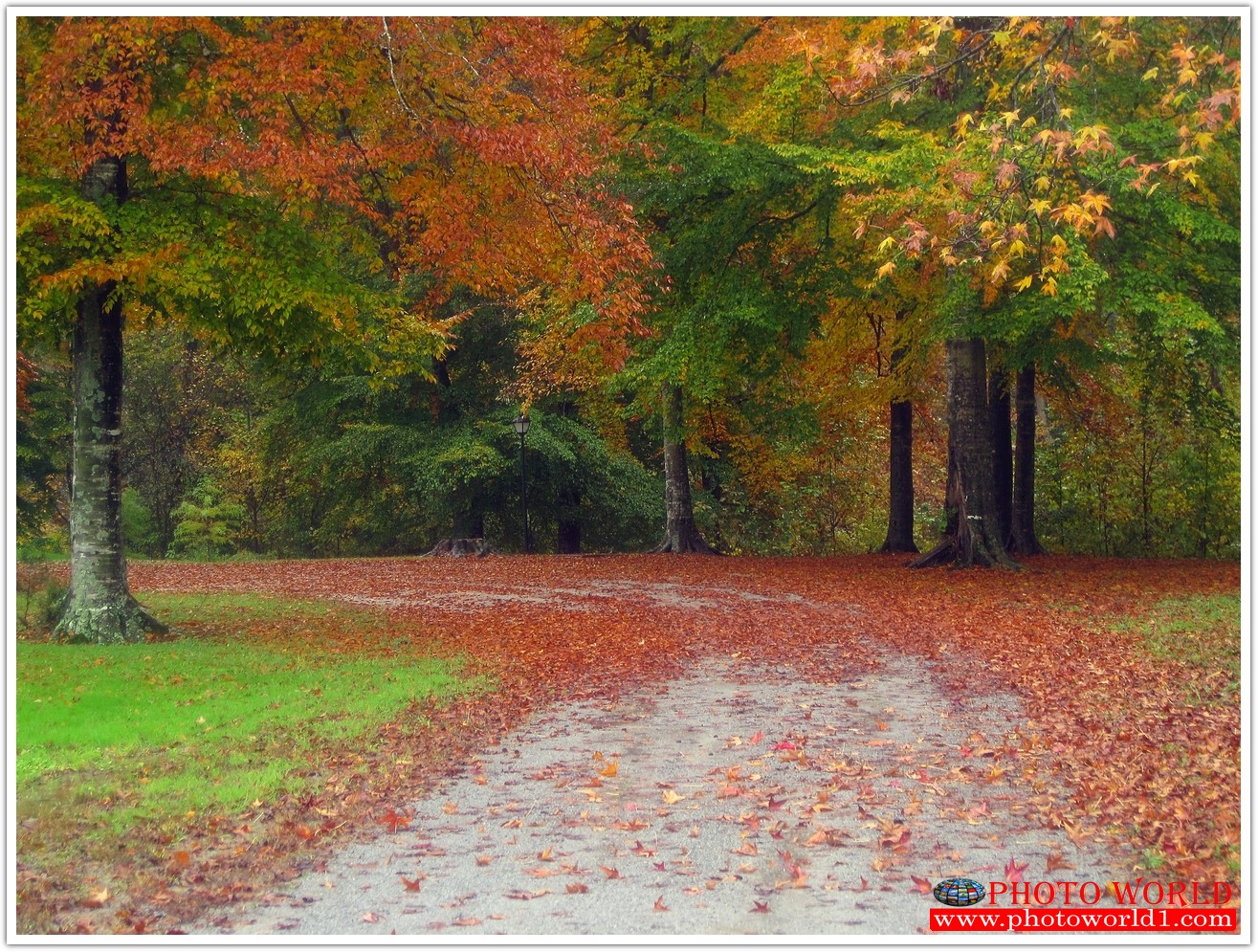 NATURAL วอลเปเปอร์รูปภาพติดผนังสั่งทำ มีภาพให้เลือกกว่า 50,000 ภาพ ออกแบบกราฟฟิค หรือ รูปภาพตามที่ท่านกำหนด ในสไตล์ท่านเอง "custom made"