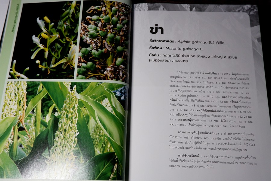 พืชวงศ์ขิง ในสวนพฤกษศาตร์สมเด็จพระนางเจ้าสิริกิติ์ ปกเเข็ง 436 หน้า