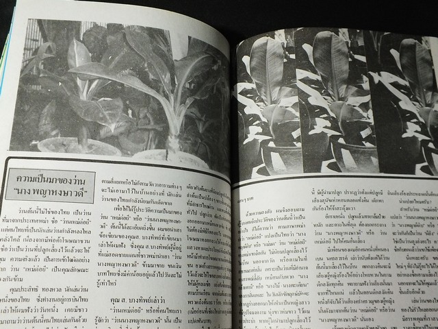 สารานุกรมว่านไทย ฉบับสมบูรณ์ โดย ทัศนา ทัศนมิตร-ดำรงศักดิ์ นาคนิยม (สอบถาม)