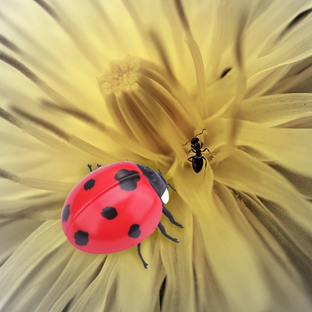 เต่าทองบังคับ (Lady Bug)