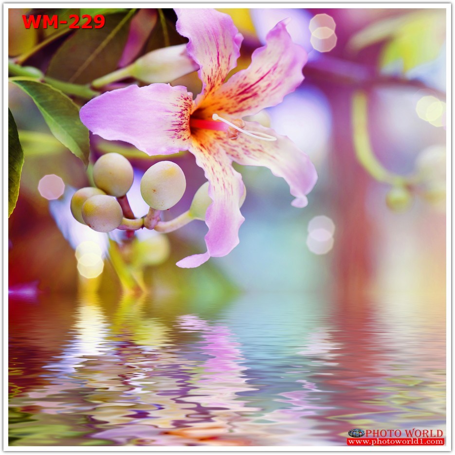 วอลเปเปอร์รูปภาพติดผนังสั่งทำ มีภาพให้เลือกกว่า 50,000 ภาพ ออกแบบกราฟฟิค หรือ รูปภาพตามที่ท่านกำหนด ในสไตล์ท่านเอง "custom made"