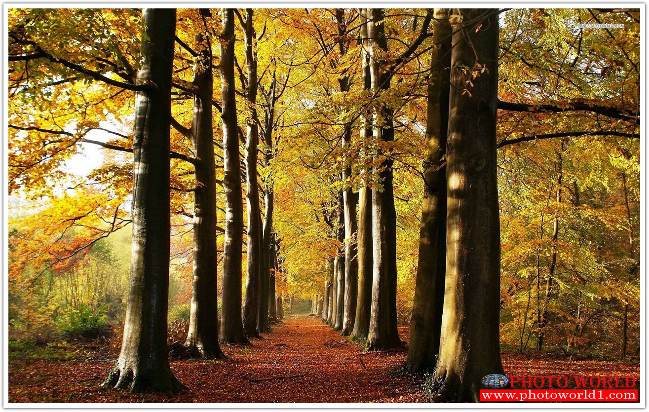 NATURAL วอลเปเปอร์รูปภาพติดผนังสั่งทำ มีภาพให้เลือกกว่า 50,000 ภาพ ออกแบบกราฟฟิค หรือ รูปภาพตามที่ท่านกำหนด ในสไตล์ท่านเอง "custom made"