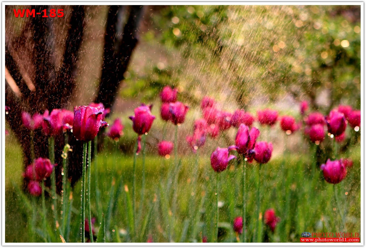 วอลเปเปอร์รูปภาพติดผนังสั่งทำ มีภาพให้เลือกกว่า 50,000 ภาพ ออกแบบกราฟฟิค หรือ รูปภาพตามที่ท่านกำหนด ในสไตล์ท่านเอง "custom made"