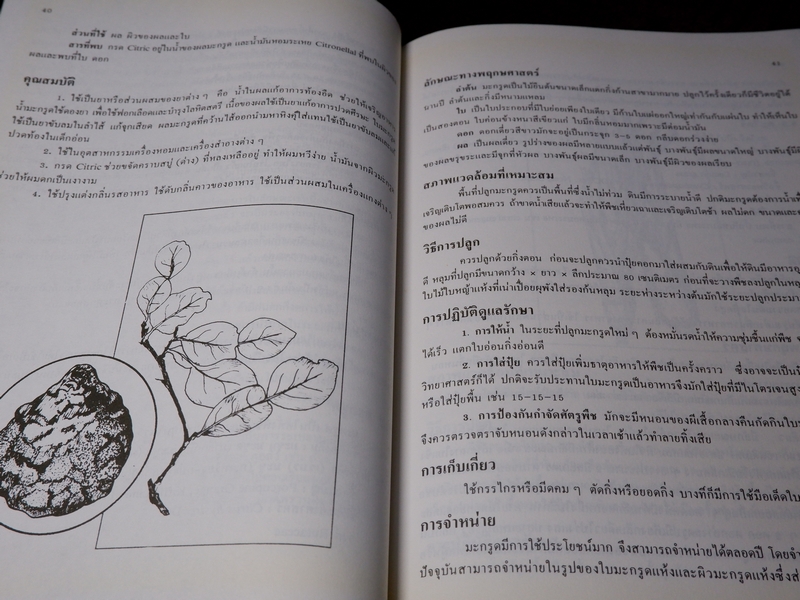 พืชเครื่องเทศ เเละ สมุนไพร โดย รุ่งรัตน์ เหลืองนทีเทพ
