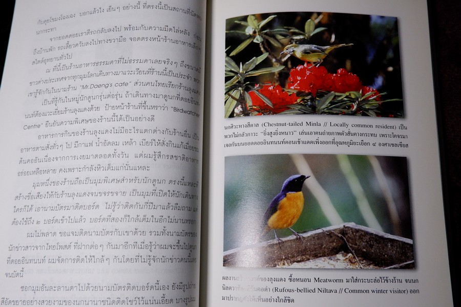 นักเลงนก ท่องไพรไปดูนกเเบบหัวหกก้นขวิด โดย ปริญญา ผดุงถิ่น