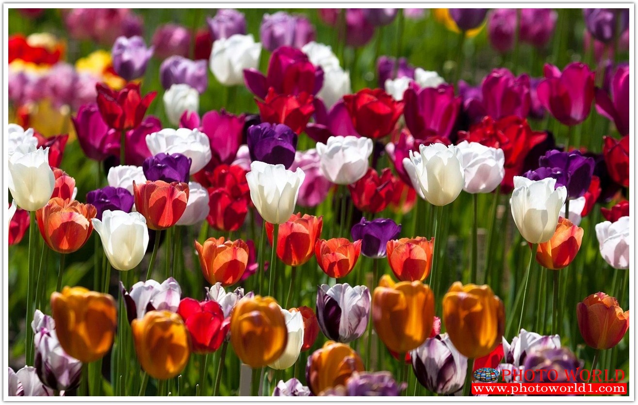 วอลเปเปอร์รูปภาพติดผนังสั่งทำ มีภาพให้เลือกกว่า 50,000 ภาพ ออกแบบกราฟฟิค หรือ รูปภาพตามที่ท่านกำหนด ในสไตล์ท่านเอง "custom made"