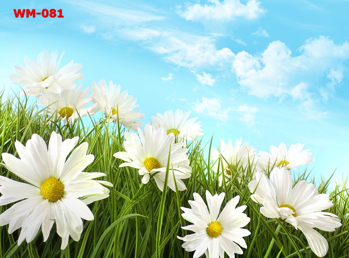 วอลเปเปอร์รูปภาพติดผนังสั่งทำ มีภาพให้เลือกกว่า 50,000 ภาพ ออกแบบกราฟฟิค หรือ รูปภาพตามที่ท่านกำหนด ในสไตล์ท่านเอง "custom made"