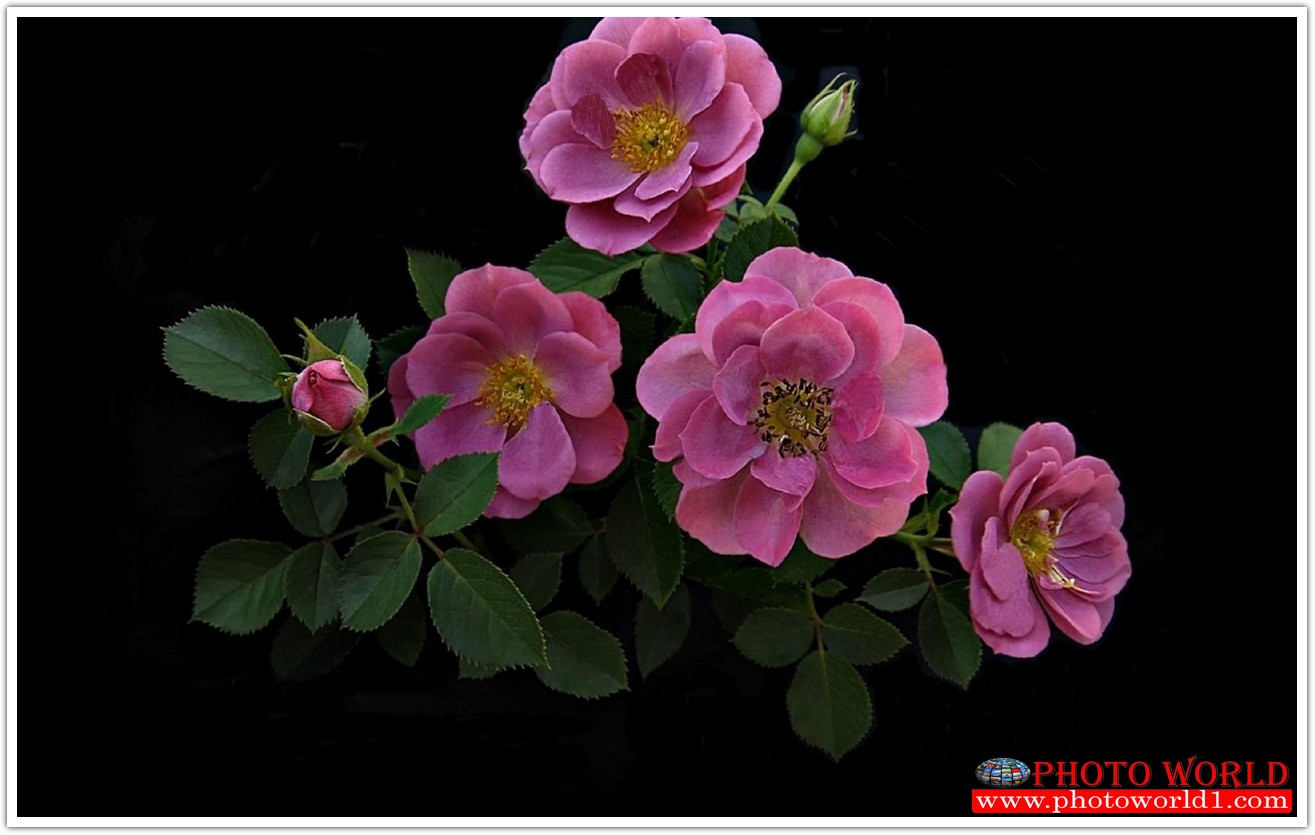 วอลเปเปอร์รูปภาพติดผนังสั่งทำ มีภาพให้เลือกกว่า 50,000 ภาพ ออกแบบกราฟฟิค หรือ รูปภาพตามที่ท่านกำหนด ในสไตล์ท่านเอง "custom made"