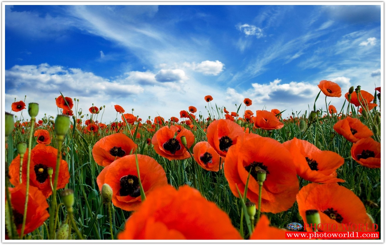 วอลเปเปอร์รูปภาพติดผนังสั่งทำ มีภาพให้เลือกกว่า 50,000 ภาพ ออกแบบกราฟฟิค หรือ รูปภาพตามที่ท่านกำหนด ในสไตล์ท่านเอง "custom made"