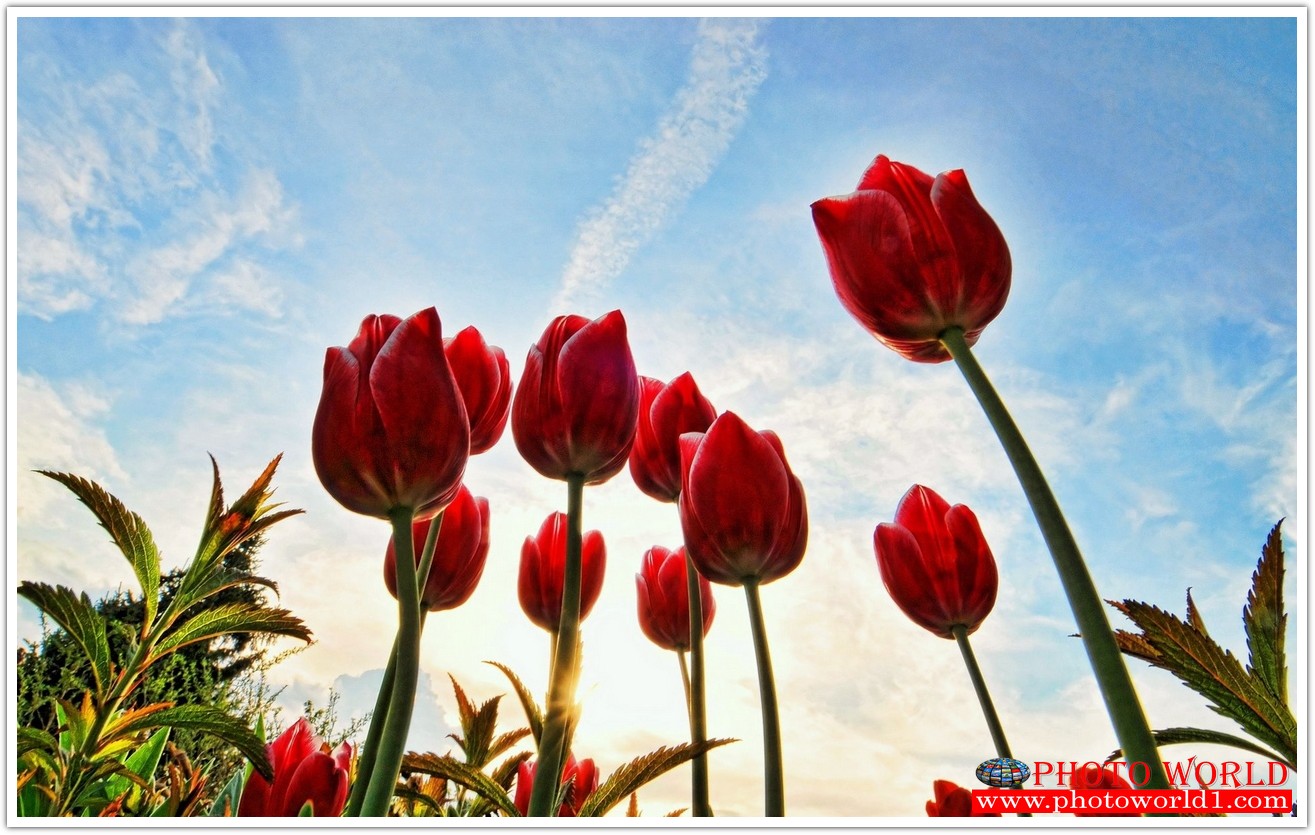 วอลเปเปอร์รูปภาพติดผนังสั่งทำ มีภาพให้เลือกกว่า 50,000 ภาพ ออกแบบกราฟฟิค หรือ รูปภาพตามที่ท่านกำหนด ในสไตล์ท่านเอง "custom made"