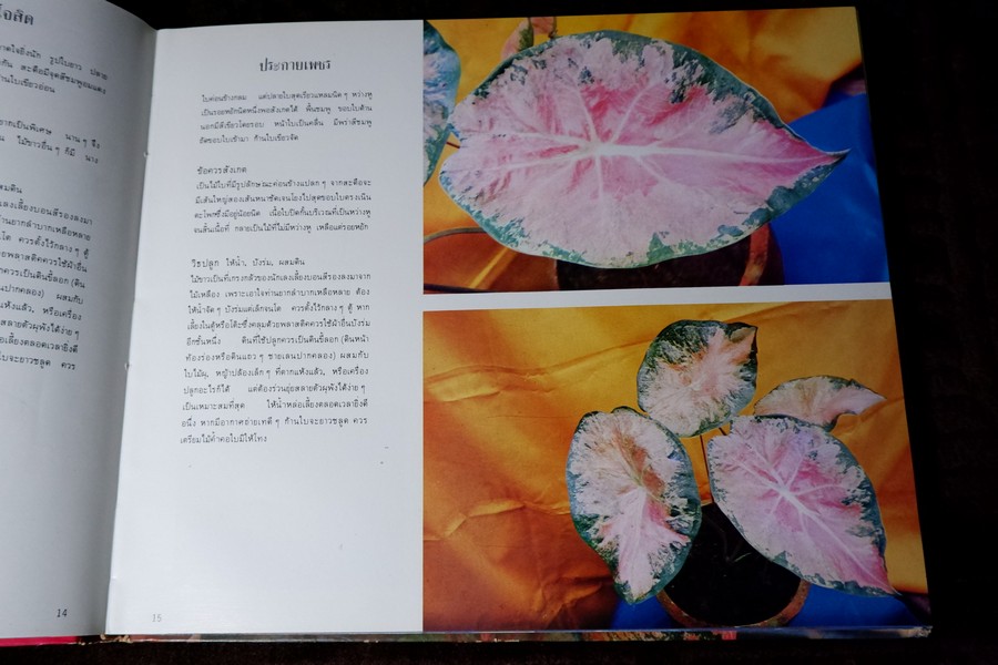 ตะลุยดงบอน โดย เชษฐา ปกเเข็ง 113 หน้า ปี 2524