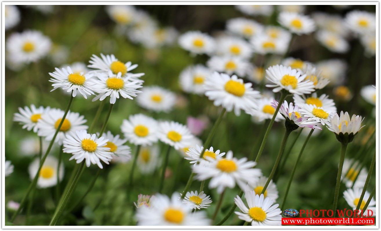 วอลเปเปอร์รูปภาพติดผนังสั่งทำ มีภาพให้เลือกกว่า 50,000 ภาพ ออกแบบกราฟฟิค หรือ รูปภาพตามที่ท่านกำหนด ในสไตล์ท่านเอง "custom made"