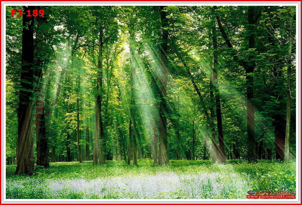 วอลเปเปอร์รูปภาพติดผนังสั่งทำ มีภาพให้เลือกกว่า 50,000 ภาพ ออกแบบกราฟฟิค หรือ รูปภาพตามที่ท่านกำหนด ในสไตล์ท่านเอง "custom made"