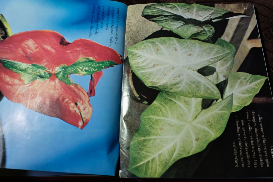 ตำนานบอนสี โดย เจริญ สุขพงษ์ ปกเเข็ง 200 หน้า ปี 2524