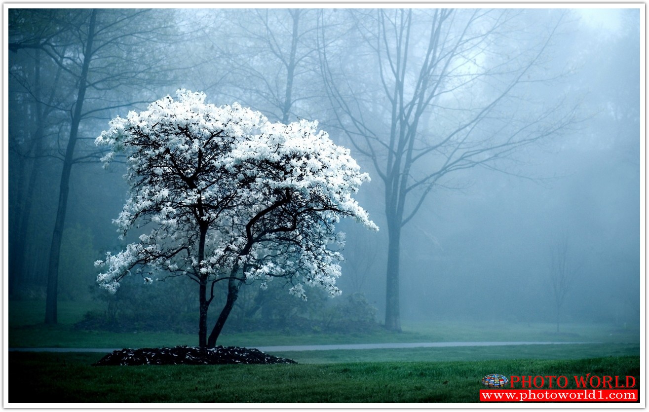 NATURAL วอลเปเปอร์รูปภาพติดผนังสั่งทำ มีภาพให้เลือกกว่า 50,000 ภาพ ออกแบบกราฟฟิค หรือ รูปภาพตามที่ท่านกำหนด ในสไตล์ท่านเอง "custom made"