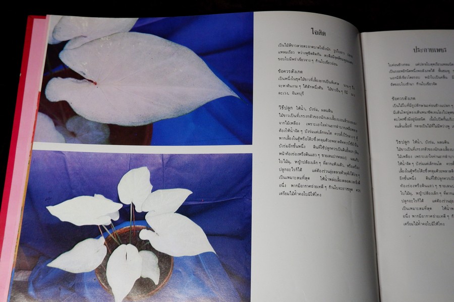 ตะลุยดงบอน โดย เชษฐา ปกเเข็ง 113 หน้า ปี 2524