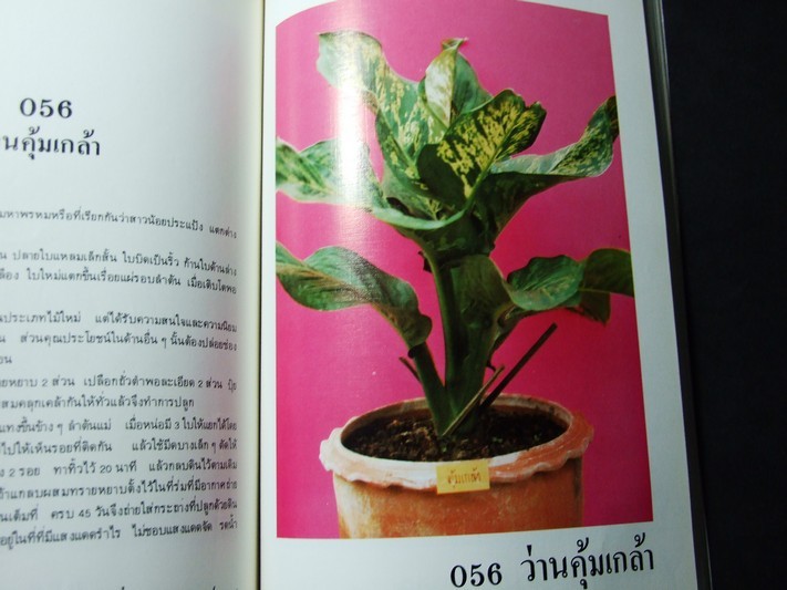 คัมภีร์ว่าน และไม้มงคล โดย สนั่น ทวีสมบัติ ปกแข็ง 212 หน้า พิมพ์ปี 2524