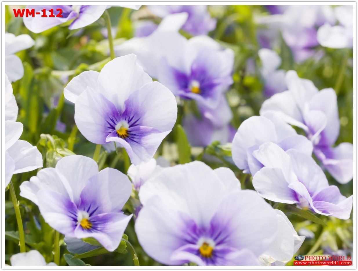 วอลเปเปอร์รูปภาพติดผนังสั่งทำ มีภาพให้เลือกกว่า 50,000 ภาพ ออกแบบกราฟฟิค หรือ รูปภาพตามที่ท่านกำหนด ในสไตล์ท่านเอง "custom made"