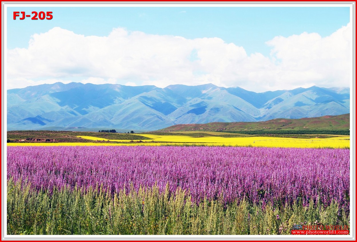 วอลเปเปอร์รูปภาพติดผนังสั่งทำ มีภาพให้เลือกกว่า 50,000 ภาพ ออกแบบกราฟฟิค หรือ รูปภาพตามที่ท่านกำหนด ในสไตล์ท่านเอง "custom made"