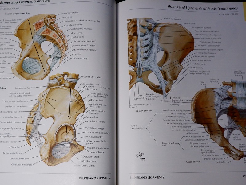 Atlas of Human Anatomyของ Frank H. Netter, MD