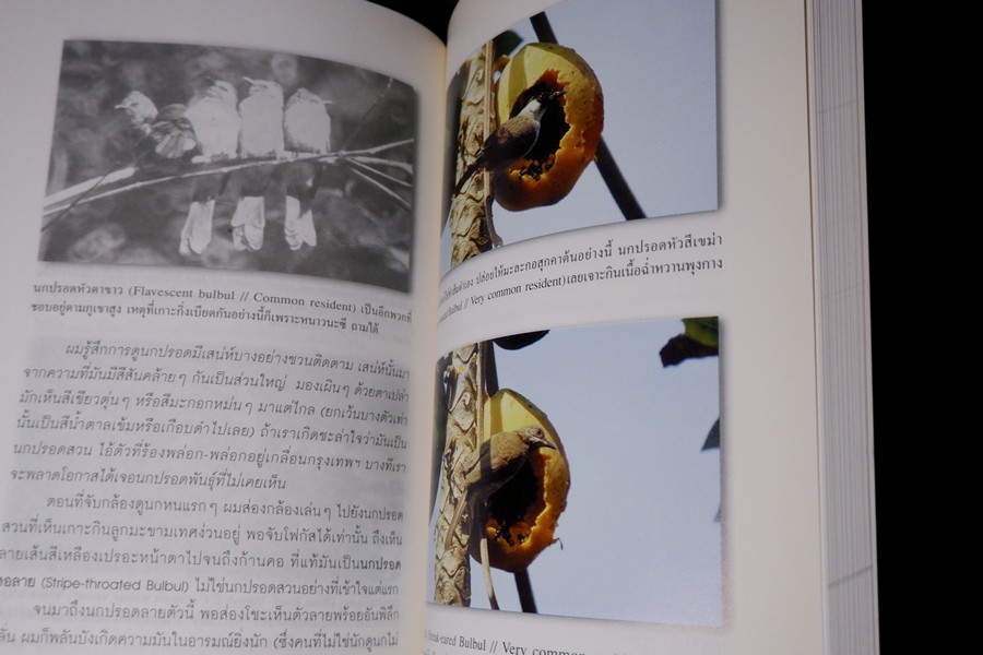 นักเลงนก ท่องไพรไปดูนกเเบบหัวหกก้นขวิด โดย ปริญญา ผดุงถิ่น