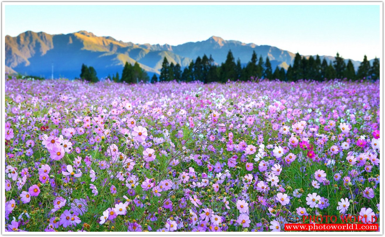 วอลเปเปอร์รูปภาพติดผนังสั่งทำ มีภาพให้เลือกกว่า 50,000 ภาพ ออกแบบกราฟฟิค หรือ รูปภาพตามที่ท่านกำหนด ในสไตล์ท่านเอง "custom made"