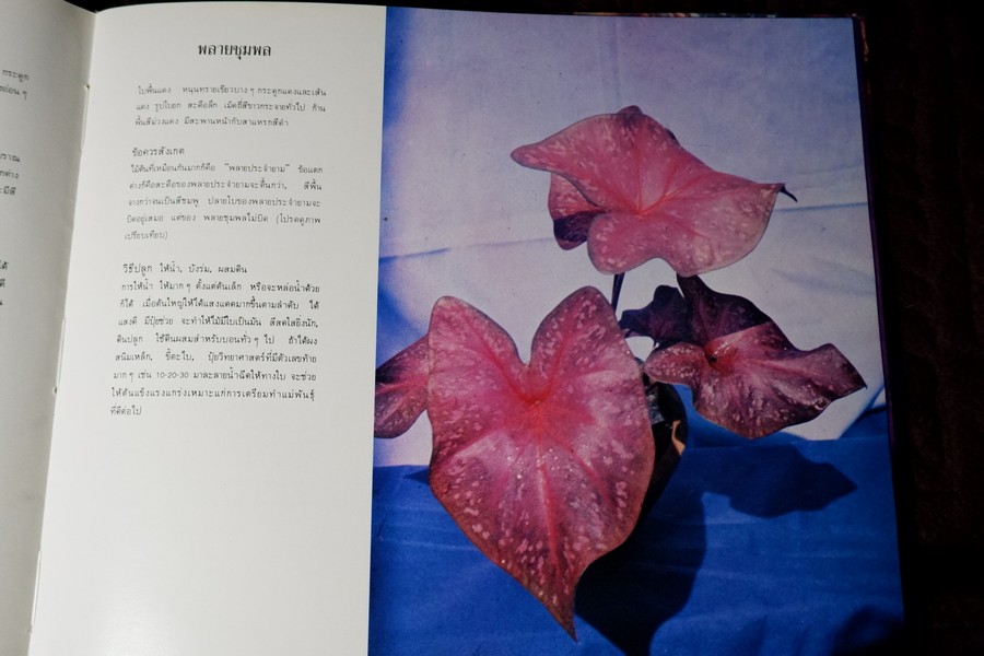 ตะลุยดงบอน โดย เชษฐา ปกเเข็ง 113 หน้า ปี 2524