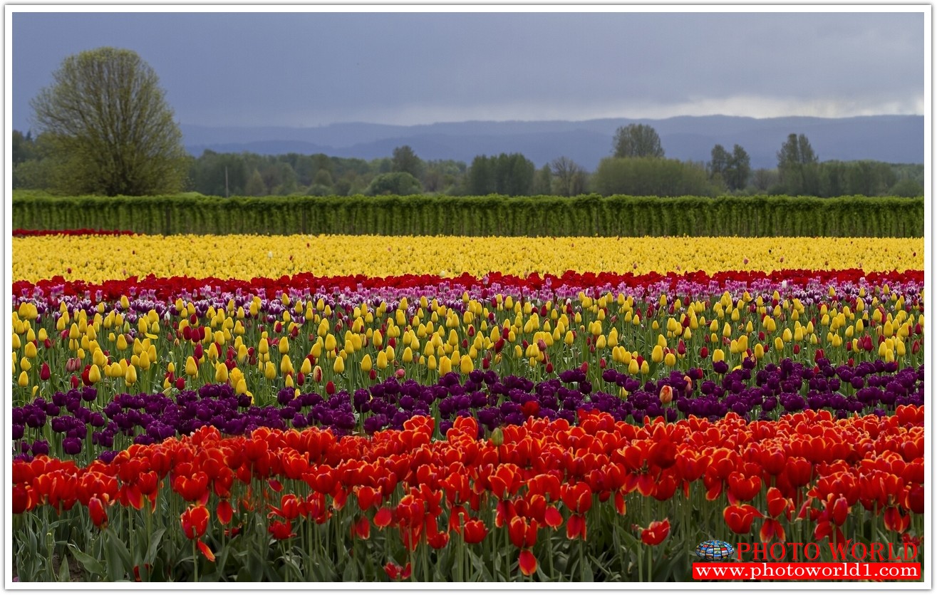 วอลเปเปอร์รูปภาพติดผนังสั่งทำ มีภาพให้เลือกกว่า 50,000 ภาพ ออกแบบกราฟฟิค หรือ รูปภาพตามที่ท่านกำหนด ในสไตล์ท่านเอง "custom made"