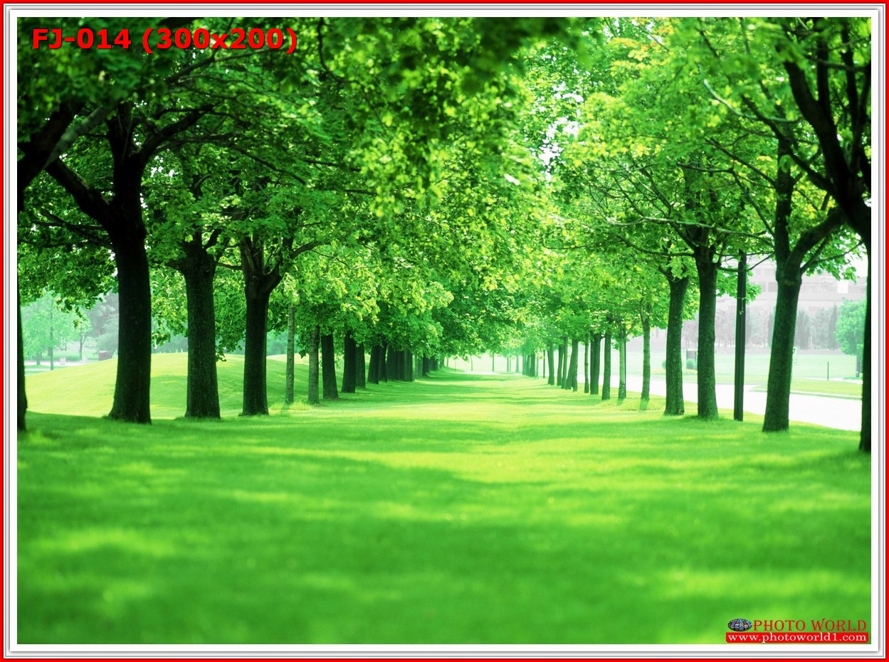 วอลเปเปอร์รูปภาพติดผนังสั่งทำ มีภาพให้เลือกกว่า 50,000 ภาพ ออกแบบกราฟฟิค หรือ รูปภาพตามที่ท่านกำหนด ในสไตล์ท่านเอง "custom made"