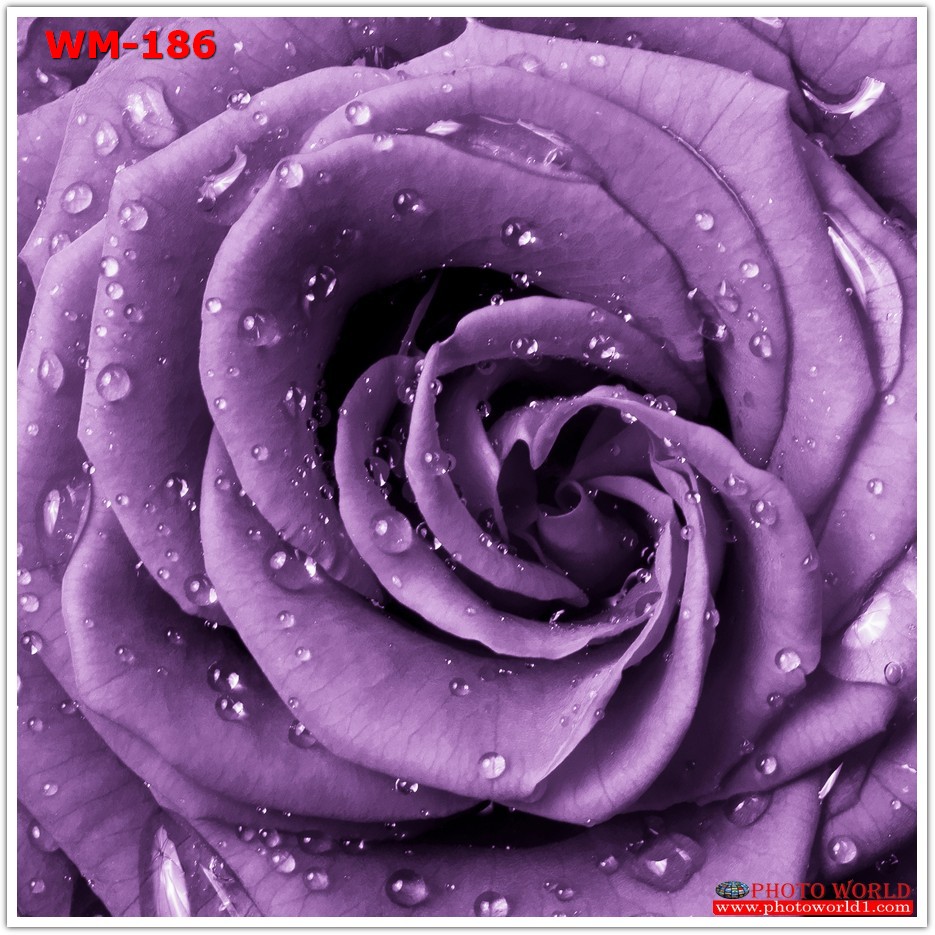 วอลเปเปอร์รูปภาพติดผนังสั่งทำ มีภาพให้เลือกกว่า 50,000 ภาพ ออกแบบกราฟฟิค หรือ รูปภาพตามที่ท่านกำหนด ในสไตล์ท่านเอง "custom made"