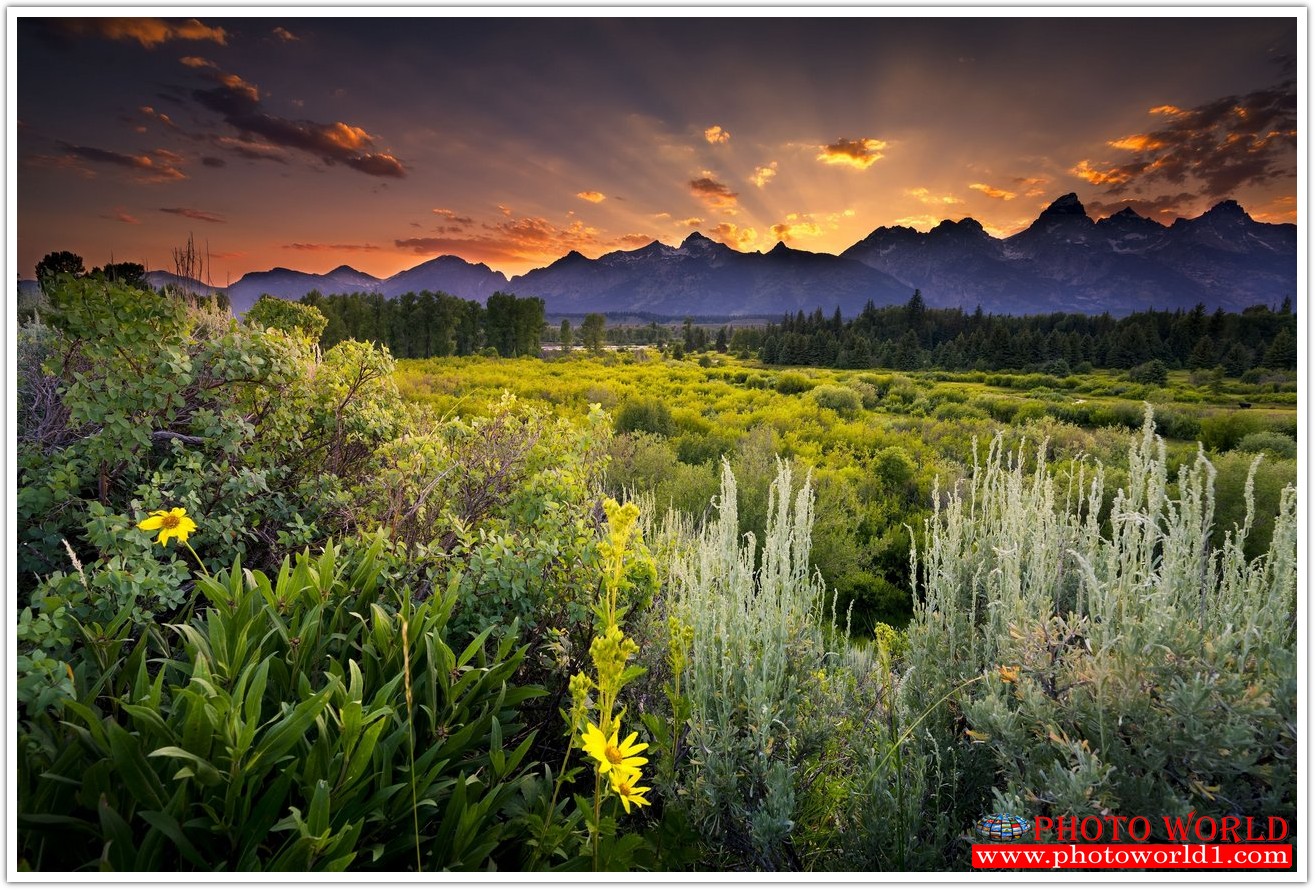 NATURAL วอลเปเปอร์รูปภาพติดผนังสั่งทำ มีภาพให้เลือกกว่า 50,000 ภาพ ออกแบบกราฟฟิค หรือ รูปภาพตามที่ท่านกำหนด ในสไตล์ท่านเอง "custom made"
