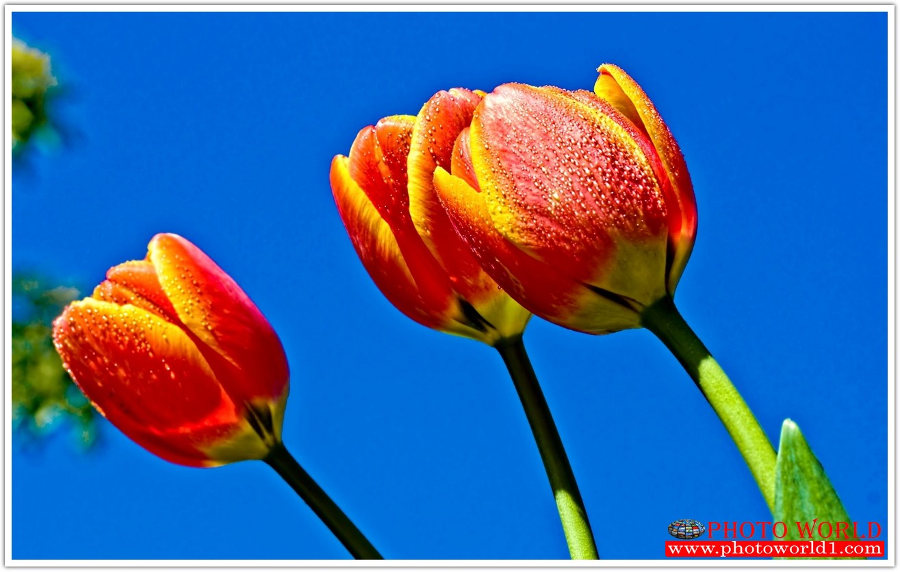 วอลเปเปอร์รูปภาพติดผนังสั่งทำ มีภาพให้เลือกกว่า 50,000 ภาพ ออกแบบกราฟฟิค หรือ รูปภาพตามที่ท่านกำหนด ในสไตล์ท่านเอง "custom made"