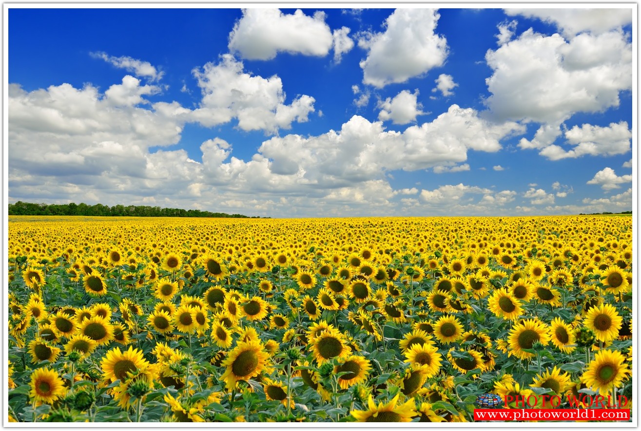 วอลเปเปอร์รูปภาพติดผนังสั่งทำ มีภาพให้เลือกกว่า 50,000 ภาพ ออกแบบกราฟฟิค หรือ รูปภาพตามที่ท่านกำหนด ในสไตล์ท่านเอง "custom made"