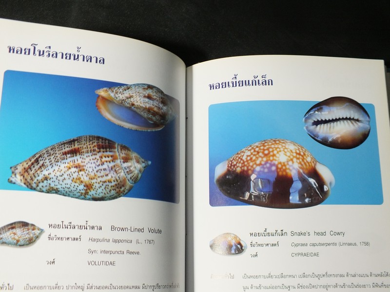 หอยเป็นยา ตามตำรับยาการเเพทย์เเผนไทย โดย เเพทย์หญิงเพ็ญนภา ทรัพย์เจริญ ปกแข็ง ปี 2545