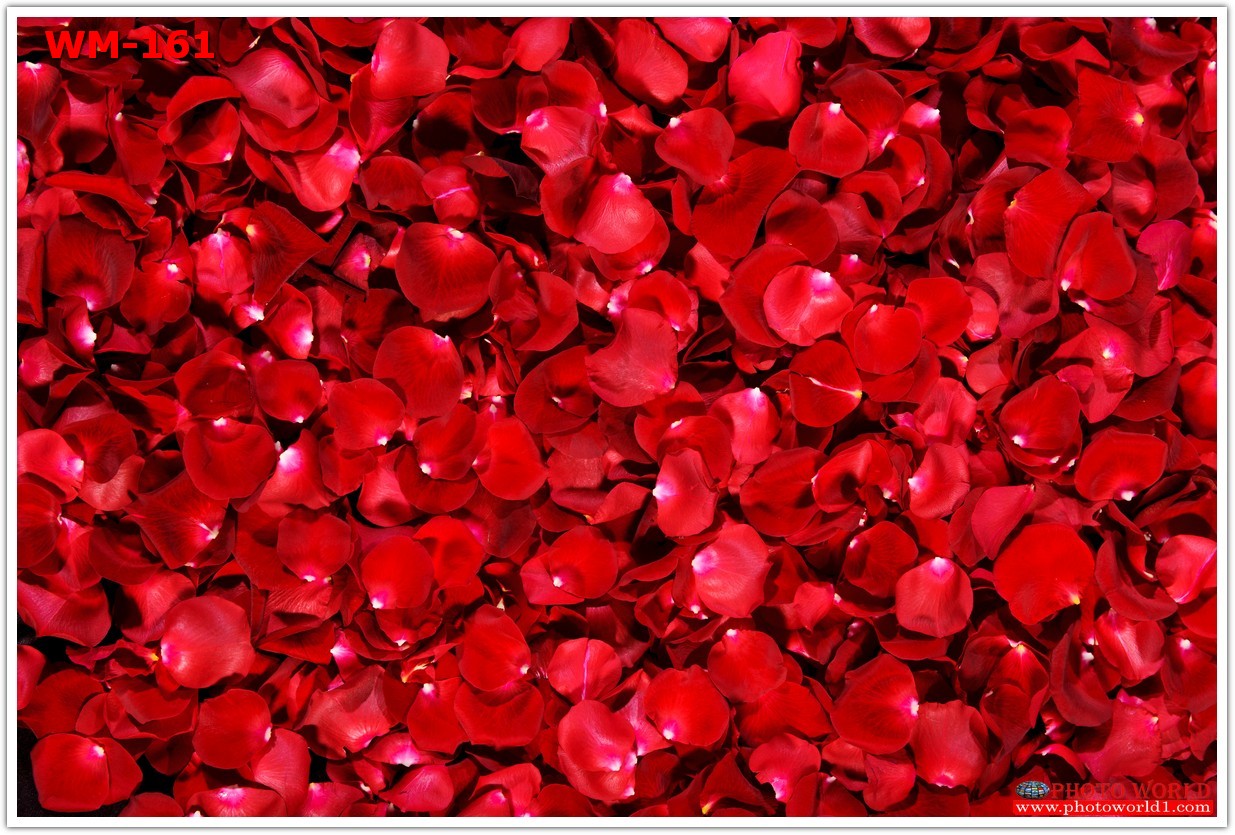 วอลเปเปอร์รูปภาพติดผนังสั่งทำ มีภาพให้เลือกกว่า 50,000 ภาพ ออกแบบกราฟฟิค หรือ รูปภาพตามที่ท่านกำหนด ในสไตล์ท่านเอง "custom made"