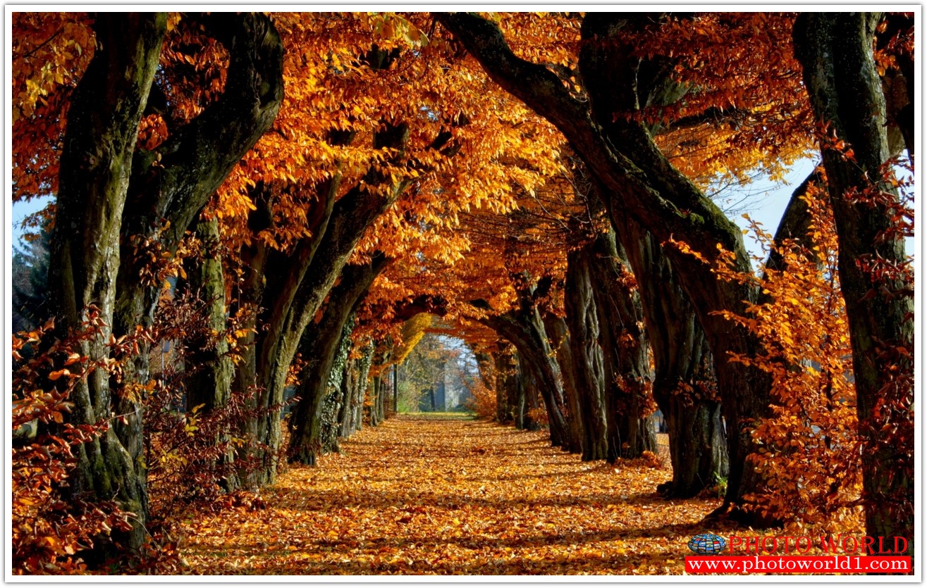 NATURAL วอลเปเปอร์รูปภาพติดผนังสั่งทำ มีภาพให้เลือกกว่า 50,000 ภาพ ออกแบบกราฟฟิค หรือ รูปภาพตามที่ท่านกำหนด ในสไตล์ท่านเอง "custom made"