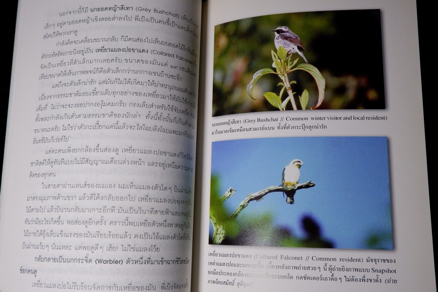 นักเลงนก ท่องไพรไปดูนกเเบบหัวหกก้นขวิด โดย ปริญญา ผดุงถิ่น