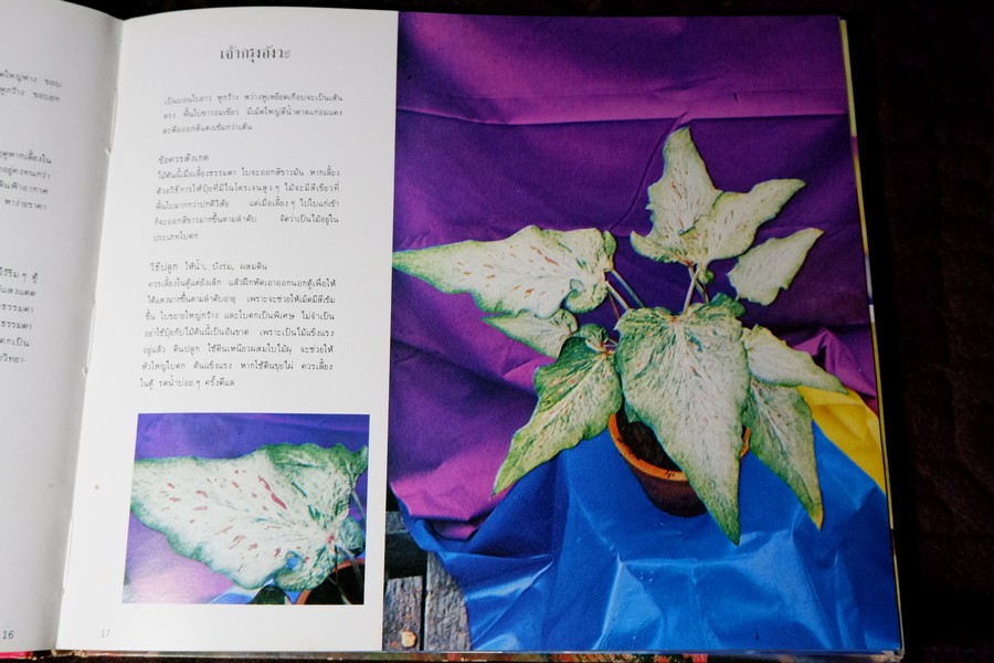 ตะลุยดงบอน โดย เชษฐา ปกเเข็ง 113 หน้า ปี 2524