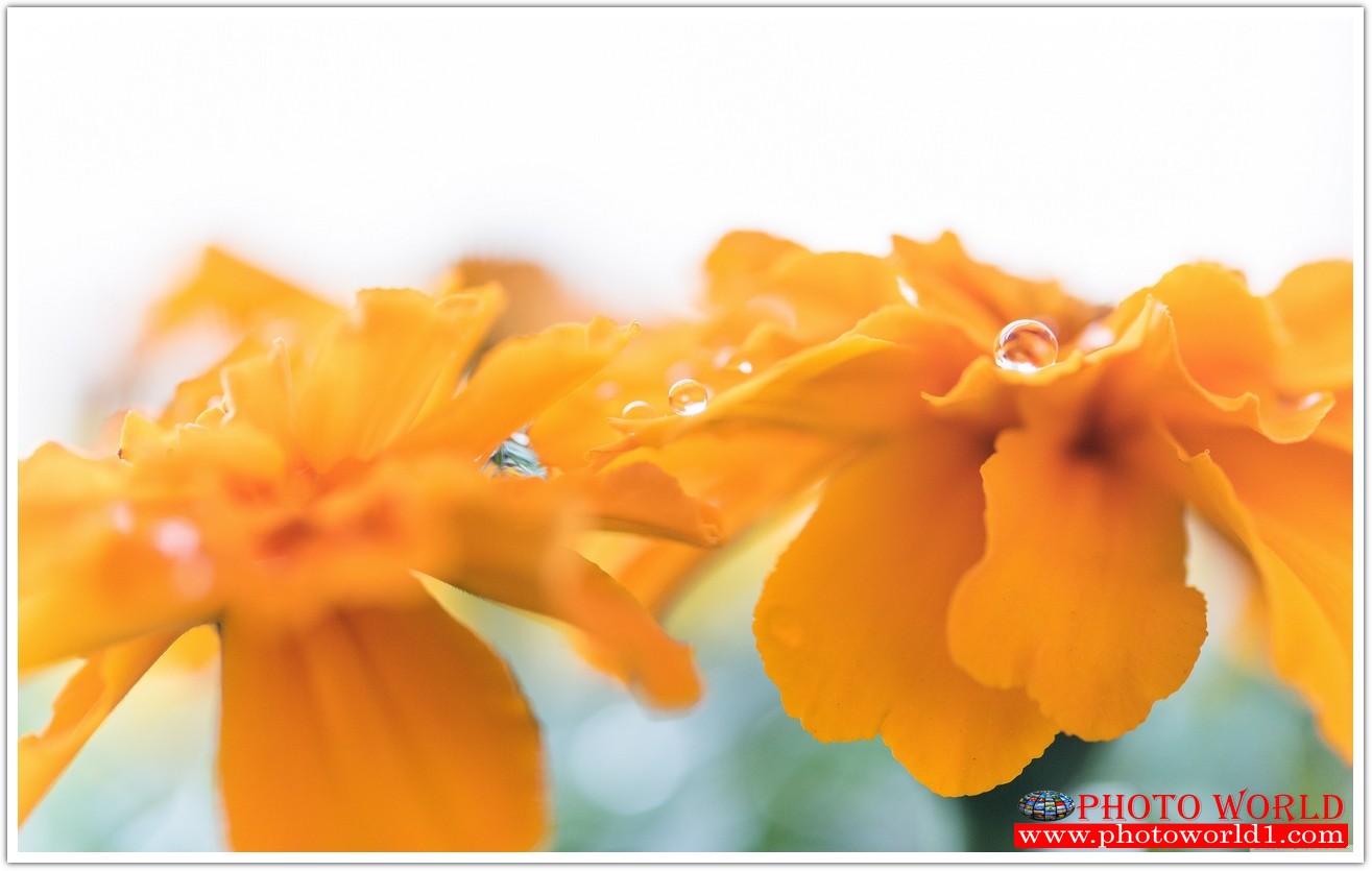 วอลเปเปอร์รูปภาพติดผนังสั่งทำ มีภาพให้เลือกกว่า 50,000 ภาพ ออกแบบกราฟฟิค หรือ รูปภาพตามที่ท่านกำหนด ในสไตล์ท่านเอง "custom made"