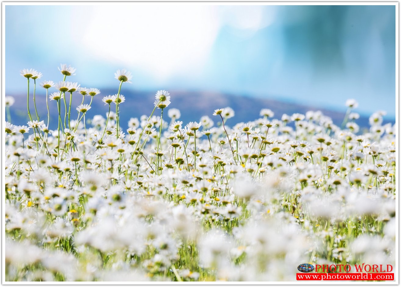 วอลเปเปอร์รูปภาพติดผนังสั่งทำ มีภาพให้เลือกกว่า 50,000 ภาพ ออกแบบกราฟฟิค หรือ รูปภาพตามที่ท่านกำหนด ในสไตล์ท่านเอง "custom made"