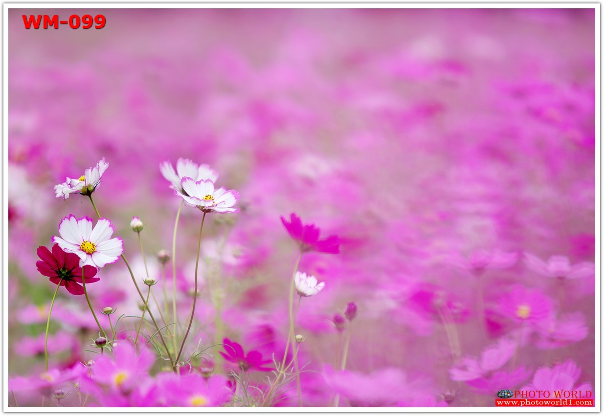 วอลเปเปอร์รูปภาพติดผนังสั่งทำ มีภาพให้เลือกกว่า 50,000 ภาพ ออกแบบกราฟฟิค หรือ รูปภาพตามที่ท่านกำหนด ในสไตล์ท่านเอง "custom made"