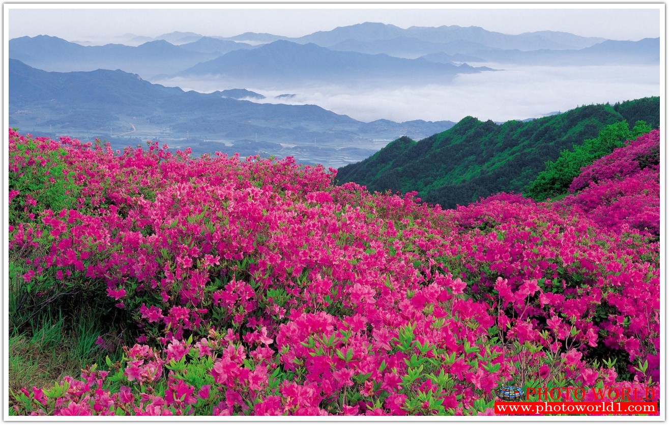 NATURAL วอลเปเปอร์รูปภาพติดผนังสั่งทำ มีภาพให้เลือกกว่า 50,000 ภาพ ออกแบบกราฟฟิค หรือ รูปภาพตามที่ท่านกำหนด ในสไตล์ท่านเอง "custom made"