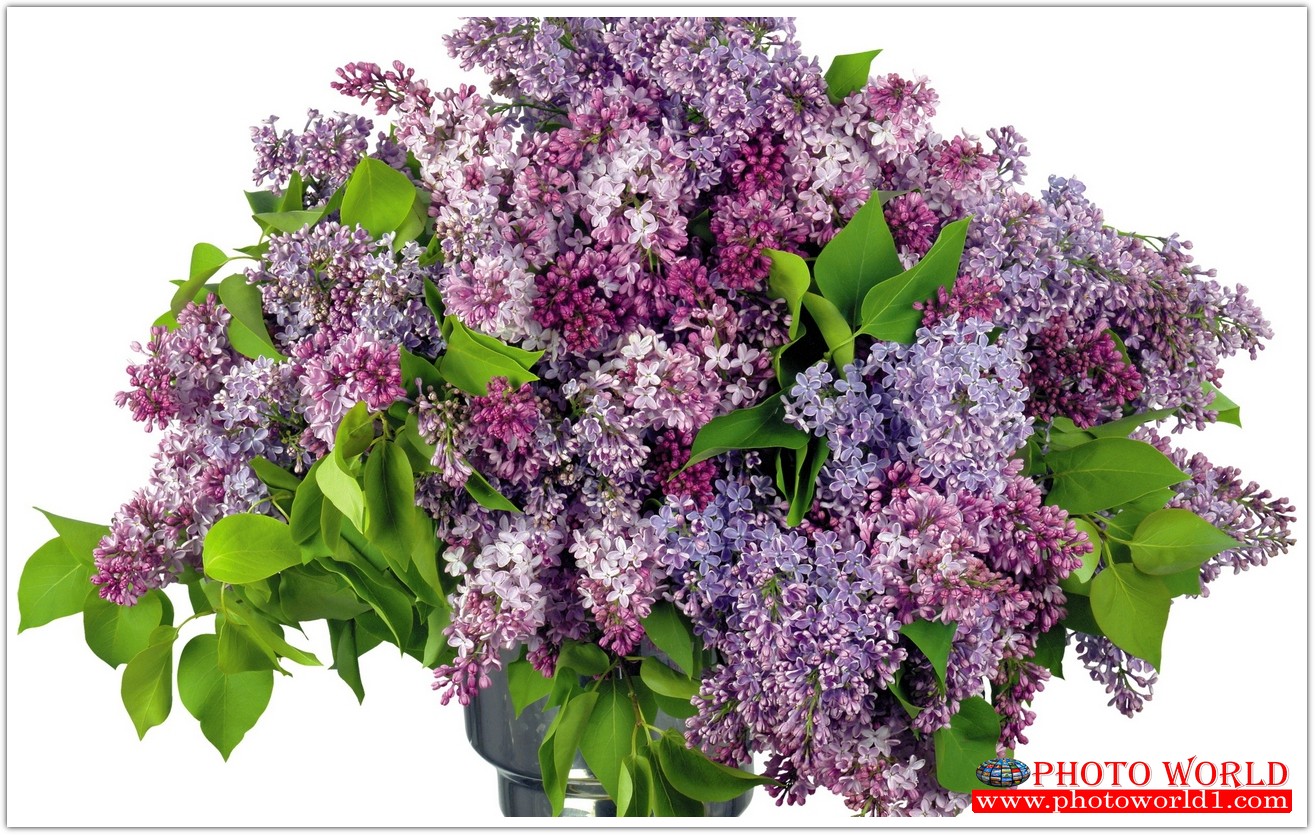 วอลเปเปอร์รูปภาพติดผนังสั่งทำ มีภาพให้เลือกกว่า 50,000 ภาพ ออกแบบกราฟฟิค หรือ รูปภาพตามที่ท่านกำหนด ในสไตล์ท่านเอง "custom made"