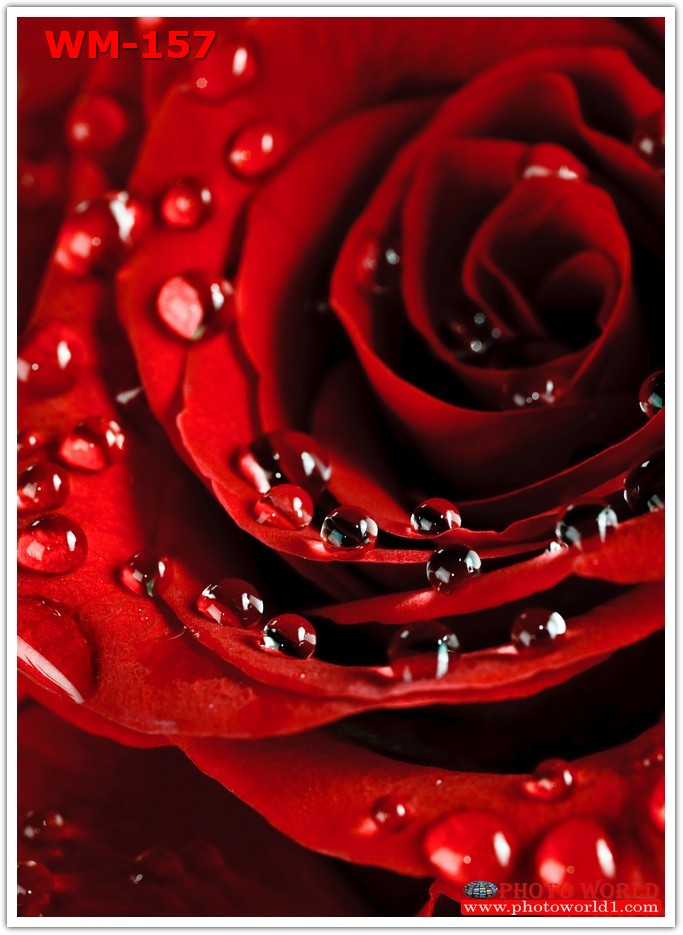 วอลเปเปอร์รูปภาพติดผนังสั่งทำ มีภาพให้เลือกกว่า 50,000 ภาพ ออกแบบกราฟฟิค หรือ รูปภาพตามที่ท่านกำหนด ในสไตล์ท่านเอง "custom made"