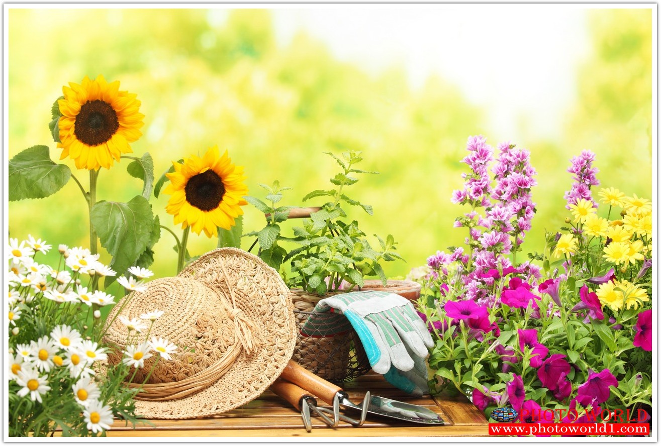 วอลเปเปอร์รูปภาพติดผนังสั่งทำ มีภาพให้เลือกกว่า 50,000 ภาพ ออกแบบกราฟฟิค หรือ รูปภาพตามที่ท่านกำหนด ในสไตล์ท่านเอง "custom made"